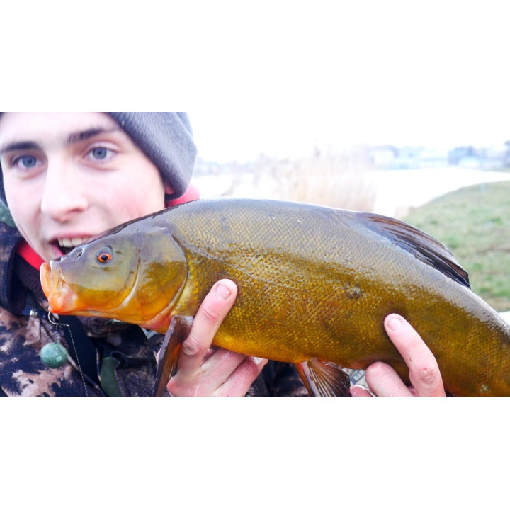 Lin/Karaś 1Kg Zanęta Wędkarska RaFish