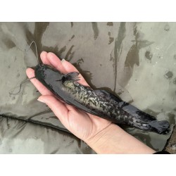 5 sztuk SUM EUROPEJSKI 5-12 cm