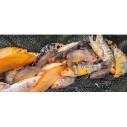 KARP KOI 15-25 CM
