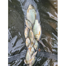 10 sztuk KARAŚ SREBRZYSTY 5-13 CM, ŻYWIEC