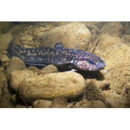 Miętus 4-9 cm