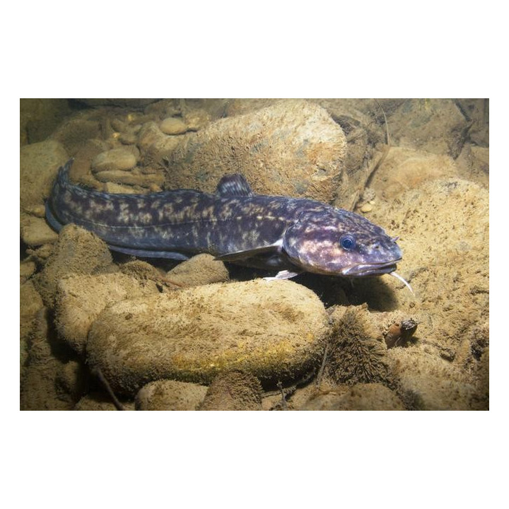 Miętus 4-9 cm