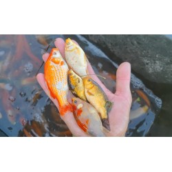 10 sztuk KARAŚ 8-15 CM...