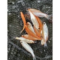 10 sztuk ZŁOTA ORFA 5-12 CM