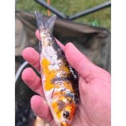 35 sztuk KARP KOI 10-15 CM