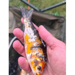 35 sztuk KARP KOI 10-15 CM