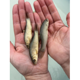 10 sztuk LIN 3-6 CM NARYBEK