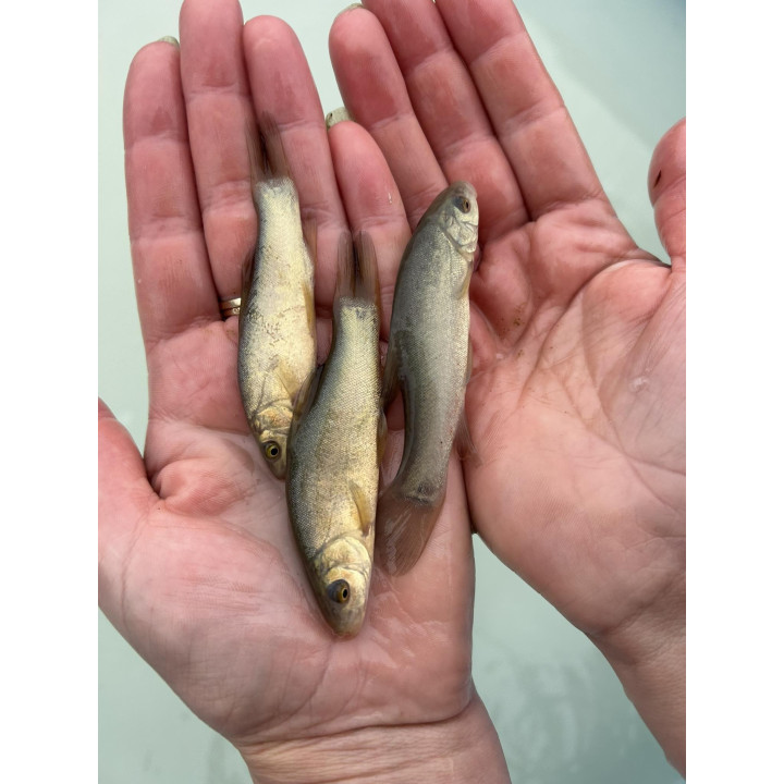 10 sztuk LIN 3-6 CM NARYBEK