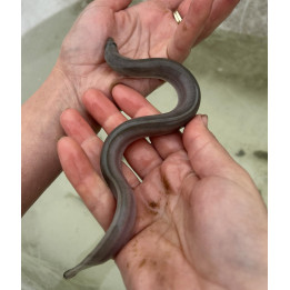 WĘGORZ 20 CM