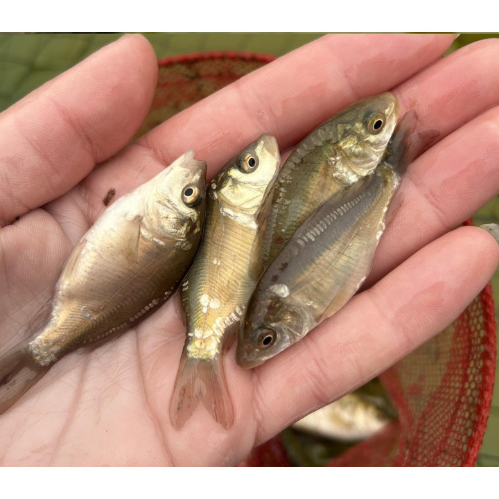 10 SZTUK KARP KRÓLEWSKI 4 - 10 CM