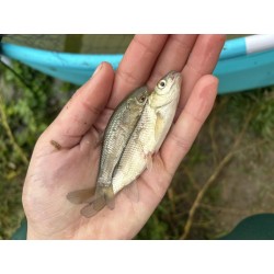 10 sztuk Amur 6-10 cm...