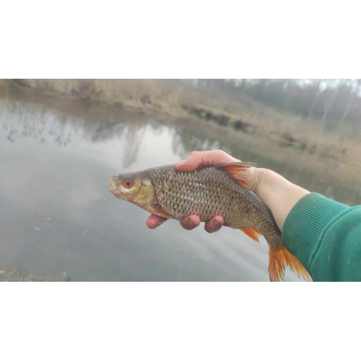RYBA / TUŃCZYK - CIASTO WĘDKARSKIE 80G