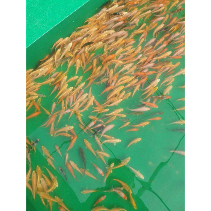 MIX 10szt. Japońskie oryginale karpie koi 5szt. GEN WZROSTU i 5 bez genu wzrostu 10-20 cm