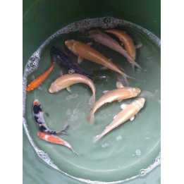 MIX 10szt. Japońskie oryginale karpie koi 5szt. GEN WZROSTU i 5 bez genu wzrostu 10-20 cm