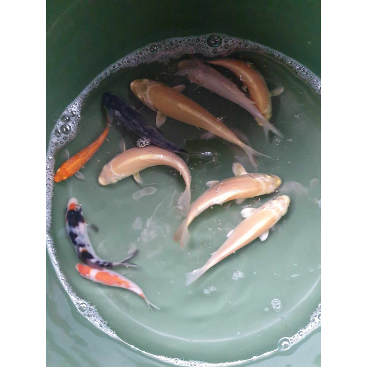 MIX 10szt. Japońskie oryginale karpie koi 5szt. GEN WZROSTU i 5 bez genu wzrostu 10-20 cm
