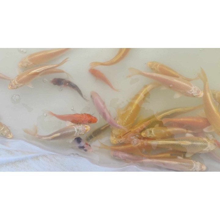 MIX 5szt. Japońskie oryginale karpie koi 10-15 cm