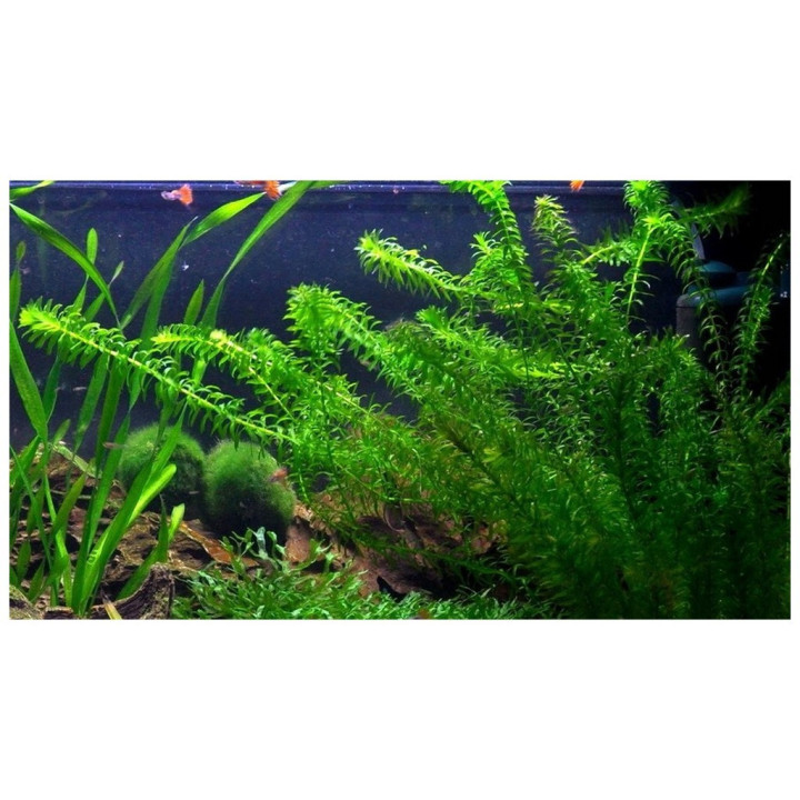 Moczarka do oczka wodnego, stawu, akwarium ! 25 SZT ! RAFISH