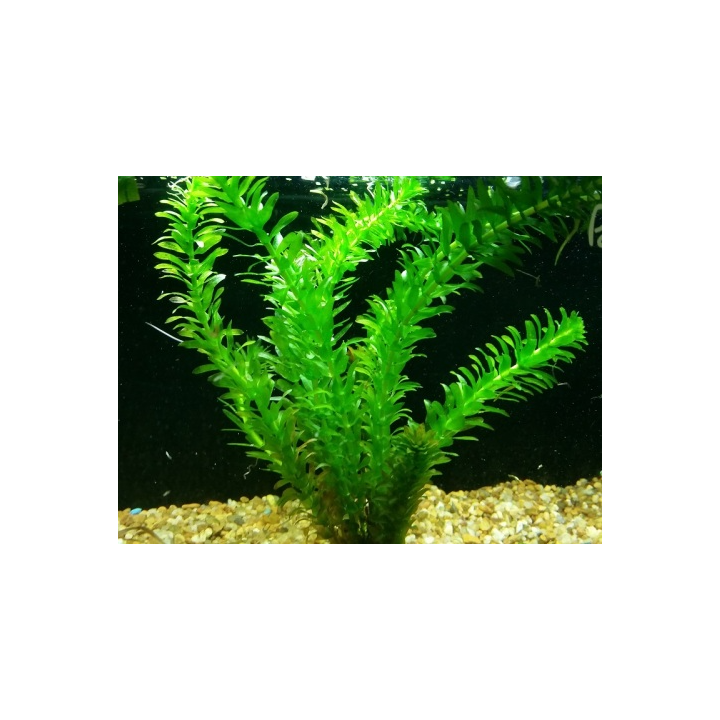 Moczarka do oczka wodnego, stawu, akwarium ! 25 SZT ! RAFISH