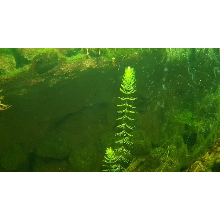 ROGATEK 25 SZTUK - Oczko wodne, staw - roślina natleniająca RAFISH