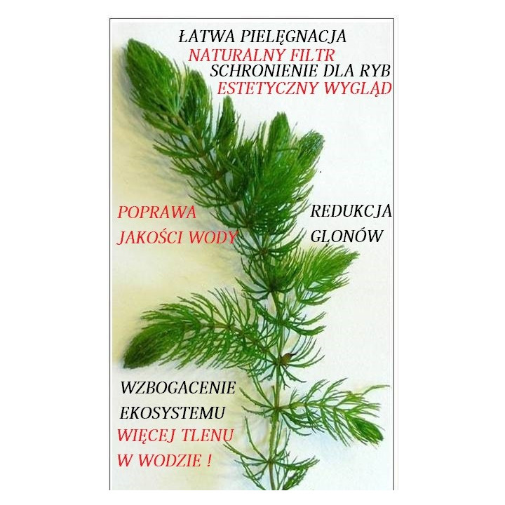 ROGATEK 25 SZTUK - Oczko wodne, staw - roślina natleniająca RAFISH