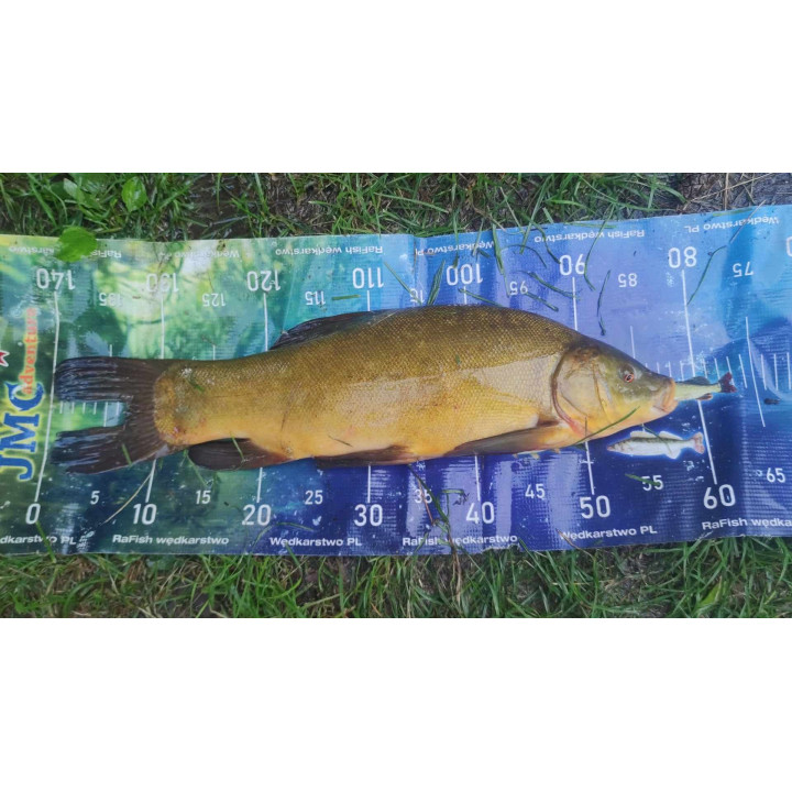 Rosówka/Czosnek 8/16mm 100ml Worms Robaki Proteinowe Wafters