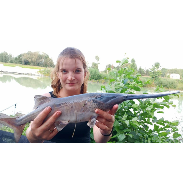 Smerf 1Kg  Niebieska Zanęta Wędkarska Premium RaFish
