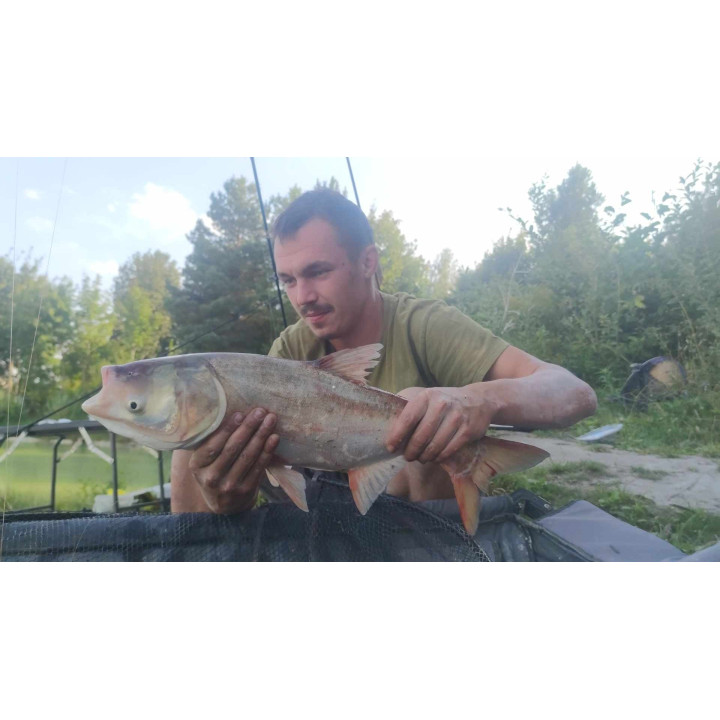 Smerf 1Kg  Niebieska Zanęta Wędkarska Premium RaFish