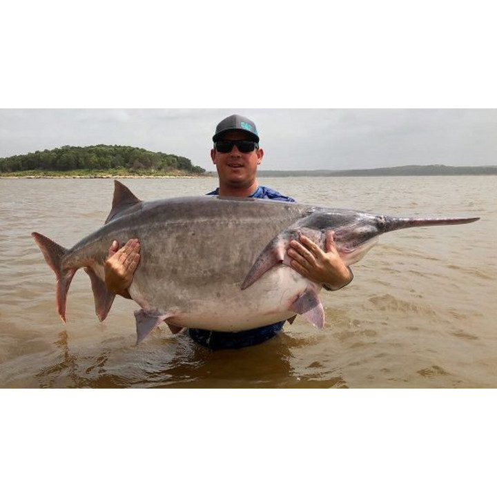 Smerf 1Kg  Niebieska Zanęta Wędkarska Premium RaFish