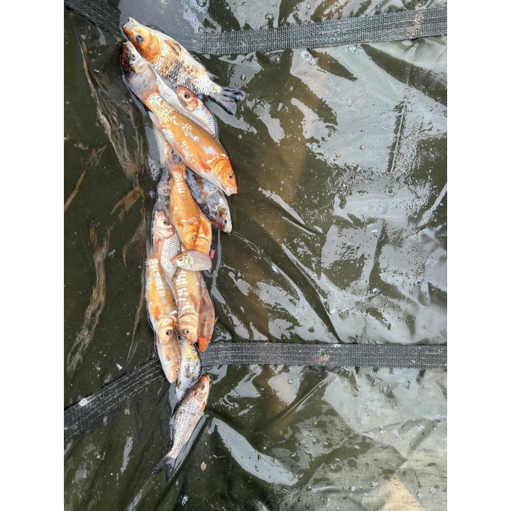 KARP KOI 10-20 CM