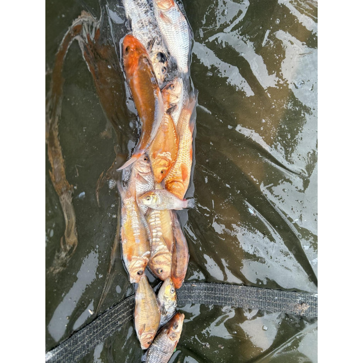 KARP KOI 10-20 CM