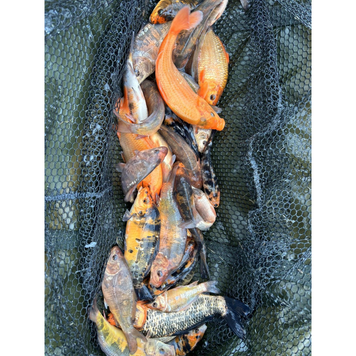 KARP KOI 10-20 CM