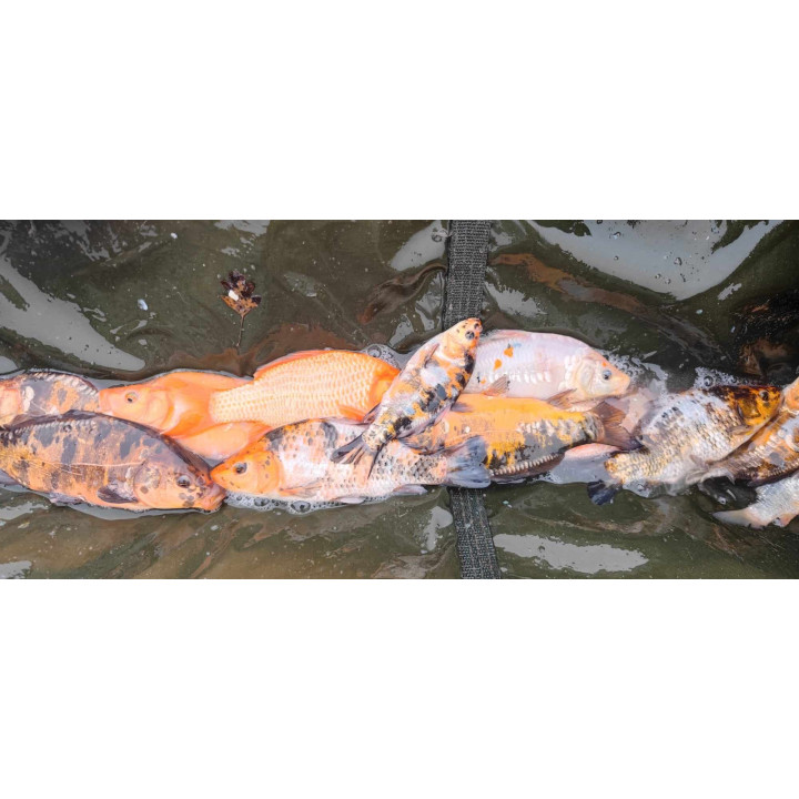 20 sztuk KARP KOI 10-20 CM