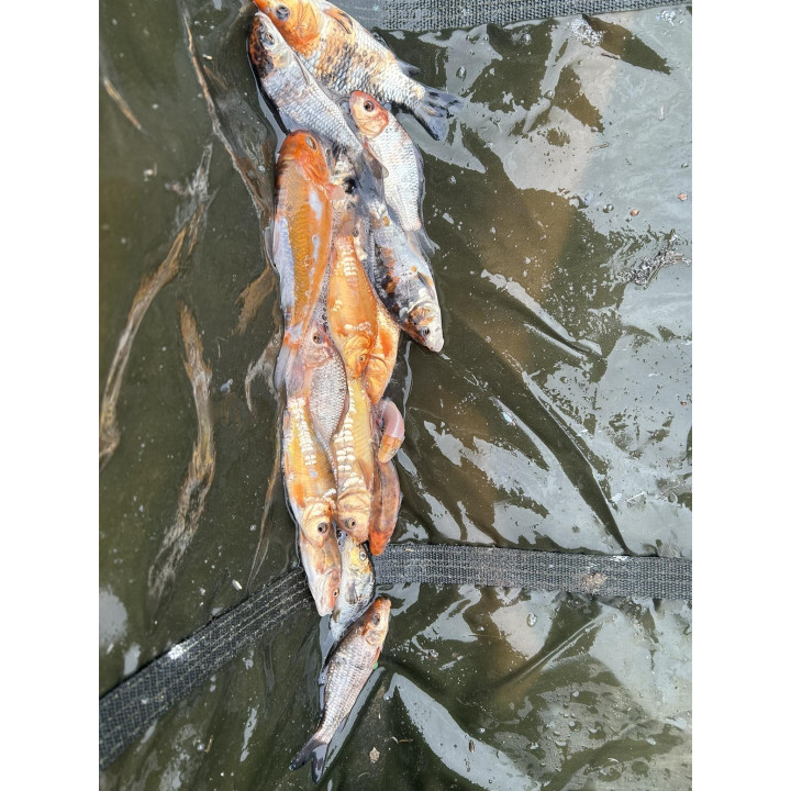 20 sztuk KARP KOI 10-20 CM