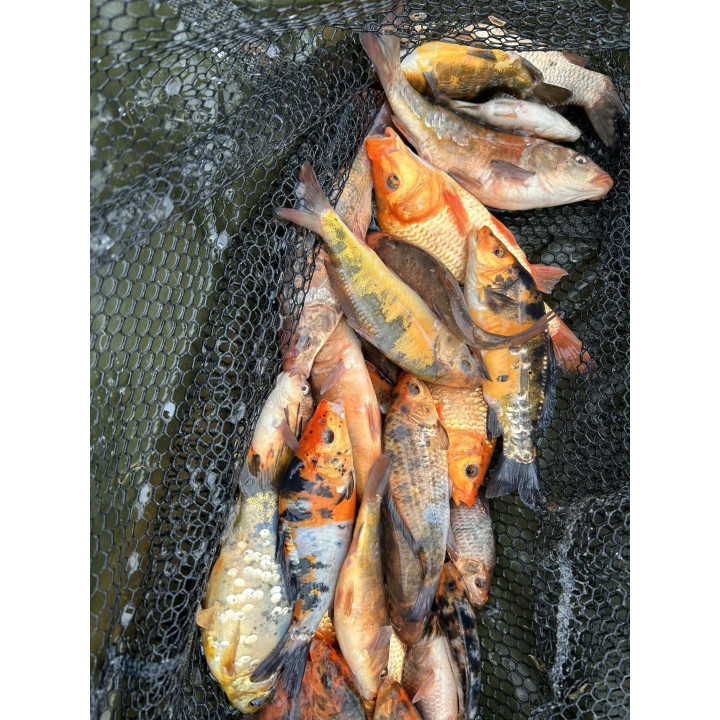 20 sztuk KARP KOI 10-20 CM