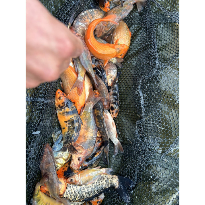 20 sztuk KARP KOI 10-20 CM