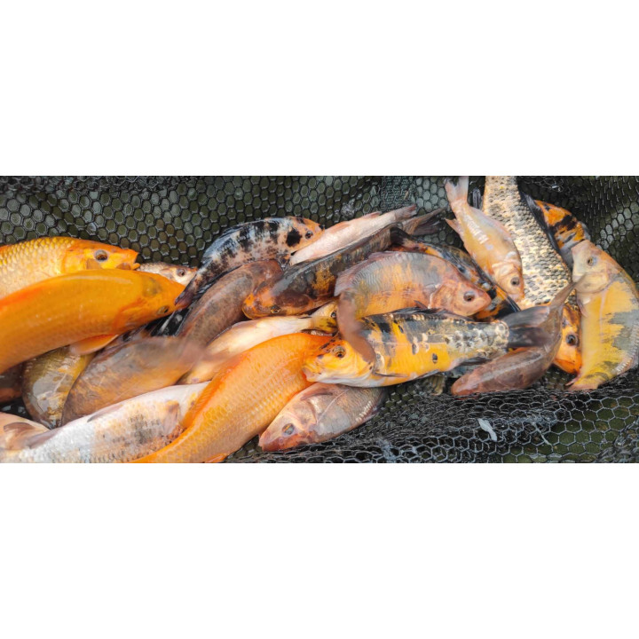 20 sztuk KARP KOI 10-20 CM