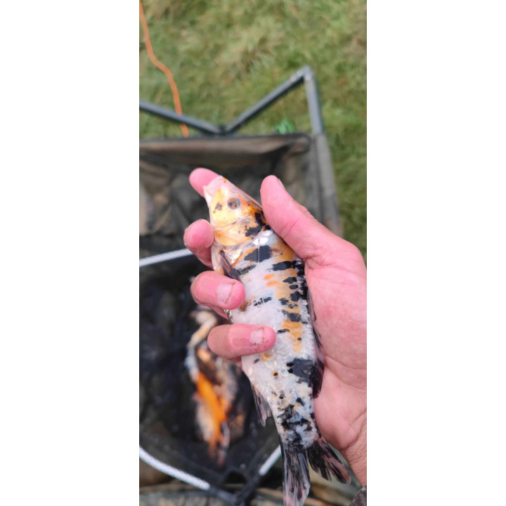 20 sztuk KARP KOI 10-20 CM