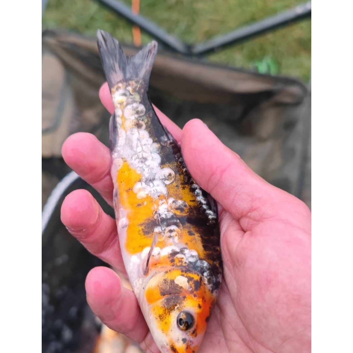 10 sztuk KARP KOI 10-20 CM
