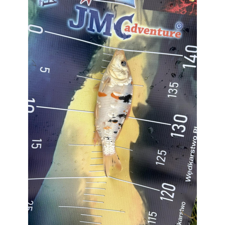 10 sztuk KARP KOI 10-20 CM