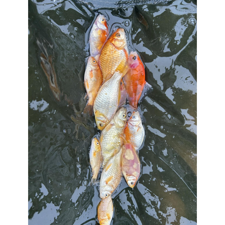 10 sztuk KARP KOI 10-20 CM
