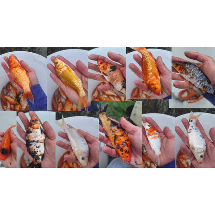 10 sztuk KARP KOI 10-20 CM