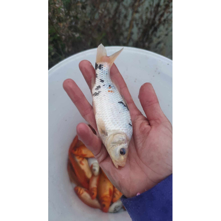 KARP KOI 10-20 CM