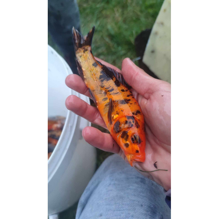KARP KOI 10-20 CM