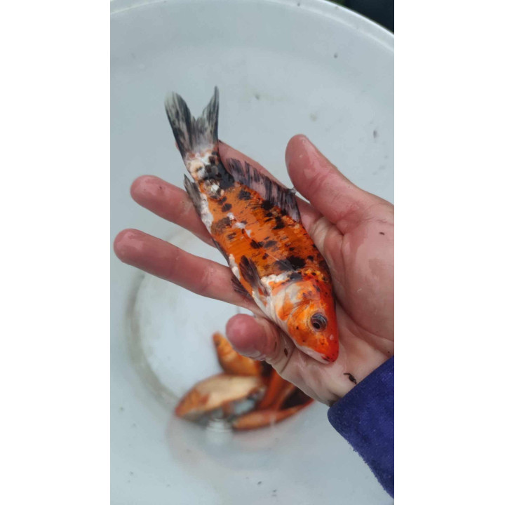 KARP KOI 10-20 CM