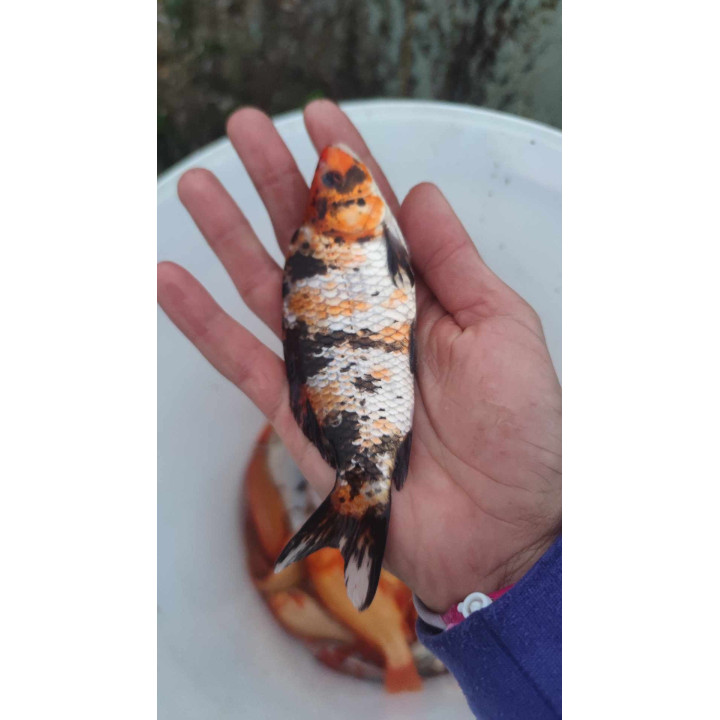 KARP KOI 10-20 CM
