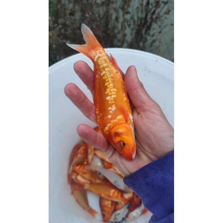 KARP KOI 10-20 CM