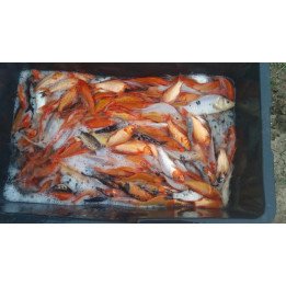 20 sztuk KARP KOI 10-20 CM