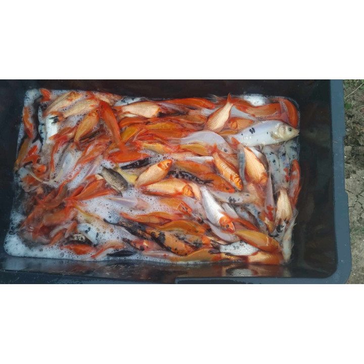 20 sztuk KARP KOI 10-20 CM