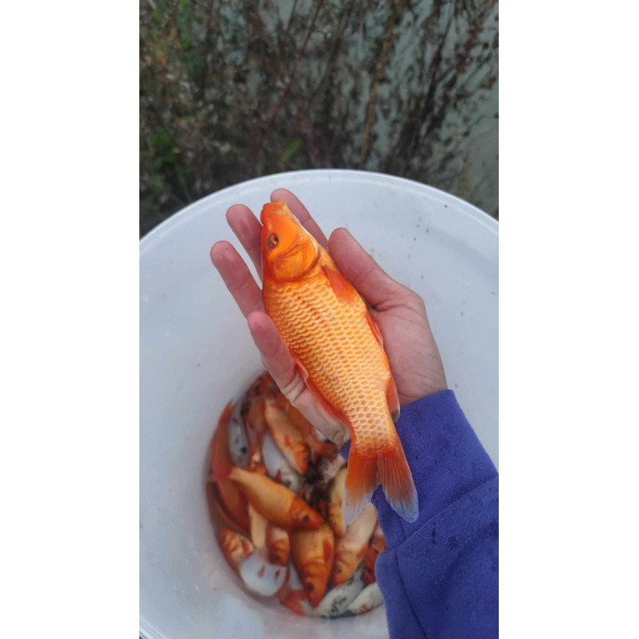 10 sztuk KARP KOI 10-20 CM