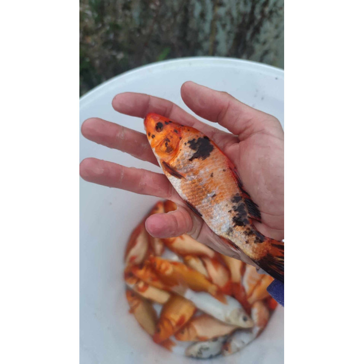 10 sztuk KARP KOI 10-20 CM
